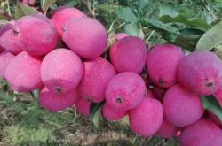 赤峰市蘋果客服電話號碼是多少