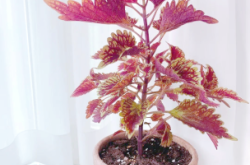 赤峰盆栽彩葉草商家電話地址