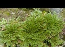 赤峰鮮草工廠(chǎng)電話(huà)地址是多少號(hào)