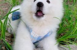 赤峰萌寵農(nóng)家院電話地址查詢