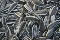 赤峰旗收瓜子電話號(hào)碼查詢