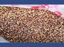 赤峰玉米帶皮收購(gòu)電話(huà)號(hào)碼是多少