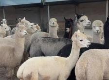 赤峰小動(dòng)物樂園電話號(hào)碼多少