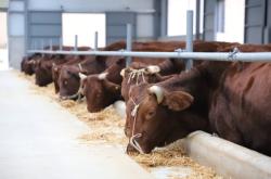 赤峰牛交易市場