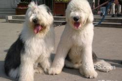 赤峰狗狗代養(yǎng)公司地址電話號碼