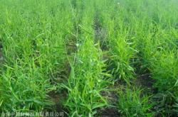 赤峰青儲(chǔ)種子種植基地電話號(hào)碼