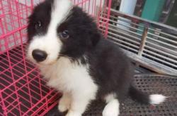 赤峰哇塞寵物店電話號(hào)碼查詢