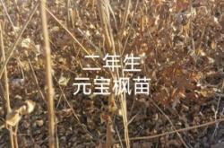 赤峰大濱菊苗基地地址電話號碼