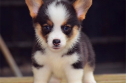 赤峰寵物狗柯基出售電話號(hào)碼