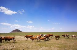 赤峰君正洗煤廠招聘電話號(hào)碼
