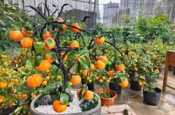 赤峰千村花藝電話號(hào)碼查詢