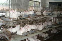 赤峰養(yǎng)殖肉兔合作社電話(huà)號(hào)碼