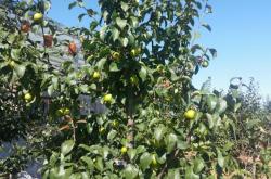 赤峰樹(shù)云農(nóng)家院訂餐電話號(hào)碼