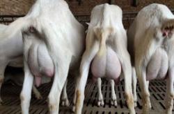 赤峰羊奶實(shí)體店電話多少號(hào)