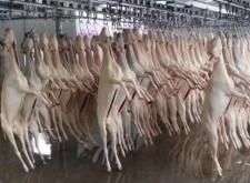 赤峰山羊 屠宰場(chǎng)電話多少號(hào)