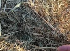 赤峰燕麥草多少錢一噸