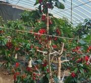 赤峰櫻桃團(tuán)購(gòu)電話(huà)多少號(hào)碼