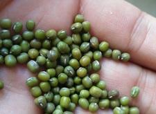 赤峰豆子種子批發(fā)市場(chǎng)電話(huà)號(hào)碼