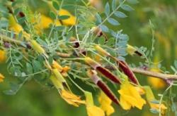 赤峰檸條草籽收購廠家電話號(hào)碼