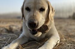 赤峰拉布拉多回收店電話號(hào)碼