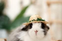 赤峰小兔子寵物店電話號(hào)碼