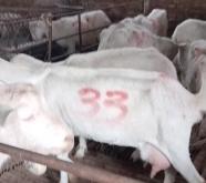 赤峰通凱養(yǎng)殖廠地址電話號(hào)碼