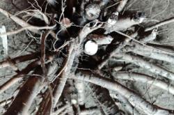 赤峰芍藥居大藥店電話號碼查詢