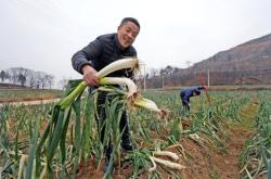 赤峰閆哥大蔥種植基地電話(huà)號(hào)碼