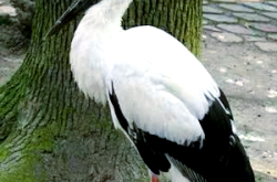 赤峰阿魯科爾沁網(wǎng)吧電話號(hào)碼