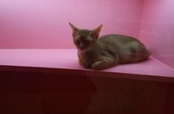 赤峰市夢幻寵物店電話號碼