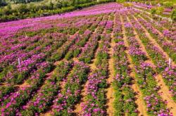 赤峰市芍藥花海地址電話號(hào)碼