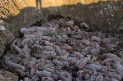 赤峰市附近種豬場(chǎng)電話號(hào)碼