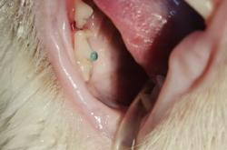 赤峰截冠手術(shù)醫(yī)院電話(huà)是多少號(hào)