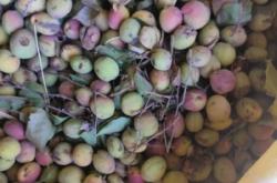 赤峰野山葡萄批發(fā)電話(huà)號(hào)碼查詢(xún)