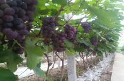 赤峰賣昆蟲的地方電話號碼是多少