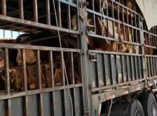 赤峰林西縣電纜回收電話號(hào)碼