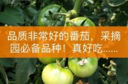 赤峰番茄基地電話號(hào)碼查詢是多少