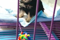 赤峰寵物店買狗電話地址查詢