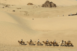 內(nèi)蒙赤峰送養(yǎng)狗電話號碼是多少