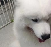 赤峰奈斯寵物店電話地址查詢