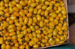 赤峰賣小柿子的電話號碼是多少