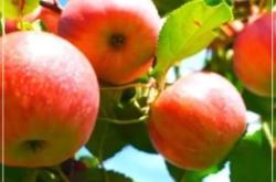 內(nèi)蒙古赤峰紅腸廠電話號碼