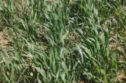 赤峰燕麥草收購商家電話號碼