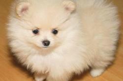 赤峰機(jī)場(chǎng)寵物店電話號(hào)碼查詢