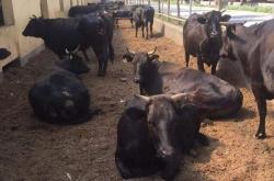 赤峰黑牛養(yǎng)殖場地址電話號碼