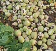 赤峰芥菜回收廠家電話多少號(hào)