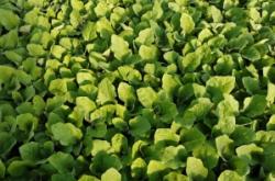 赤峰嫁接圓茄苗基地電話號碼