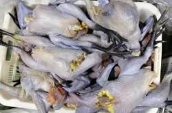 赤峰市冰鮮配送公司電話號碼