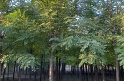 赤峰刺槐苗廠家電話多少號(hào)