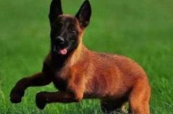 赤峰同城找狗電話多少號碼